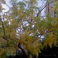 金黃花瓣雨