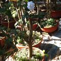 湧椿茶花園