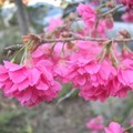 後尖山步道的櫻花