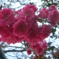 後尖山步道的櫻花