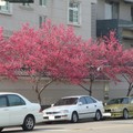 台中市櫻花