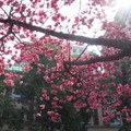 台中市櫻花