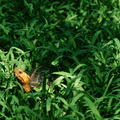 食蛇龜