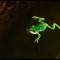 莫氏樹蛙 - 雄蛙