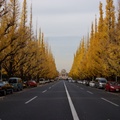 東京神宮外苑艷黃迷人。Nex7+蔡司24\18，Contax45\2拍攝。