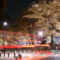 東京櫻花名所，千鳥之淵櫻花的盛況。