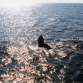 Boston Whale Watching001