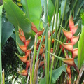 霧峰林家花園