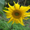 霧峰林家花園