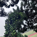 中興新村