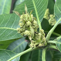 中興新村