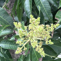 中興新村