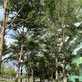 台中公園