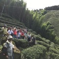 阿里山山脈