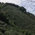 阿里山山脈