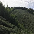 阿里山山脈