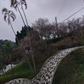 嘉義梅山公園(20180117))