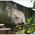 胖鳥慢飛