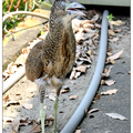 胖鳥慢飛