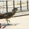 胖鳥慢飛