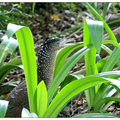 胖鳥慢飛