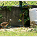 胖鳥慢飛