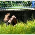 胖鳥慢飛