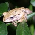 在我家池塘生活的白頷樹蛙