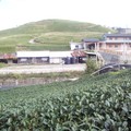 六十石山茶園景3