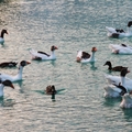 Pamukkale 帕慕卡麗