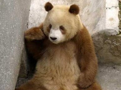 貓熊:我的黑眼圈都靠平常勤奮保養才淡掉的~(圖/取自每日郵報)(設計對白)