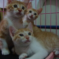 4月4日兒童節，農田裡的貓媽媽生下的4隻可愛健康小橘貓。