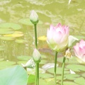 Lotus - 6