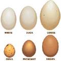 白雞蛋 鴨蛋 鵝蛋
鵪鶉蛋 雉雞蛋 褐雞蛋