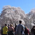 20120331 春暖，櫻花開 - 51