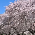 20120331 春暖，櫻花開 - 54