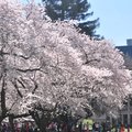 20120331 春暖，櫻花開 - 57