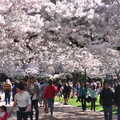20120331 春暖，櫻花開 - 59