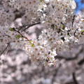20120331 春暖，櫻花開 - 60