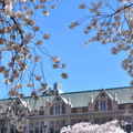 20120331 春暖，櫻花開 - 63