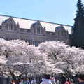 20120331 春暖，櫻花開 - 64