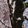 20120331 春暖，櫻花開 - 77