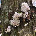 20120331 春暖，櫻花開 - 81