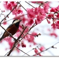 赤腹山雀,棲息於中低海拔山區的雀鳥,長度約11公分,台灣獨有亞種,
鳴叫時短而輕細的「嘖、吱」聲