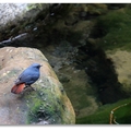 深秋杉林溪 - 鉛色水鶇