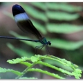 大草螽 ，若蟲，不具翅膀，體背有黑色的縱帶。
