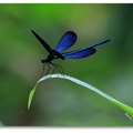 白痣珈蟌，雄蟲翅膀藍色具光澤，翅膀無痣斑。