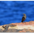 千疊敷岸岩上的藍磯鶇(雌)