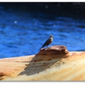 千疊敷岸岩上的藍磯鶇