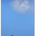 千疊敷岸岩上的藍磯鶇(雌)